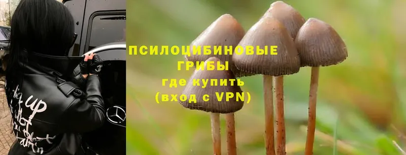 Псилоцибиновые грибы Psilocybe  Дно 